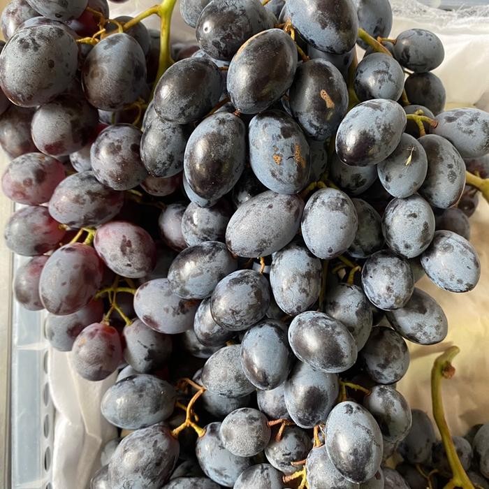 

Anggur black autum manis fresh / anggur hitam autum manis 1 kg