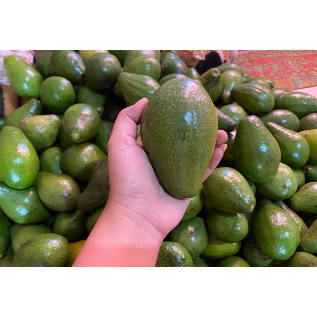 

^ ALPUKAT Mentega segar 1kg Mentah ^