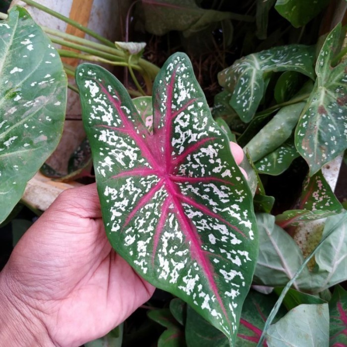 remaja tanaman hias keladi red star/keladi Spiderman termurah