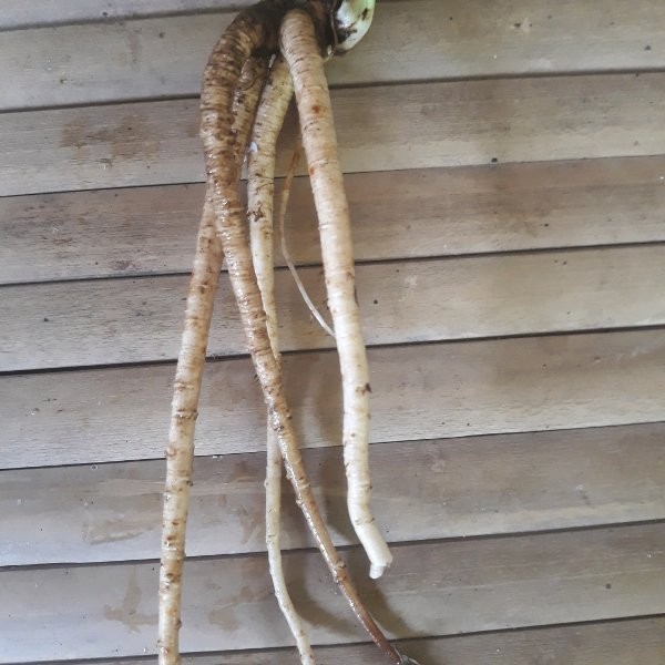 

Promo Akar Walang Sangit Segar 500 gram