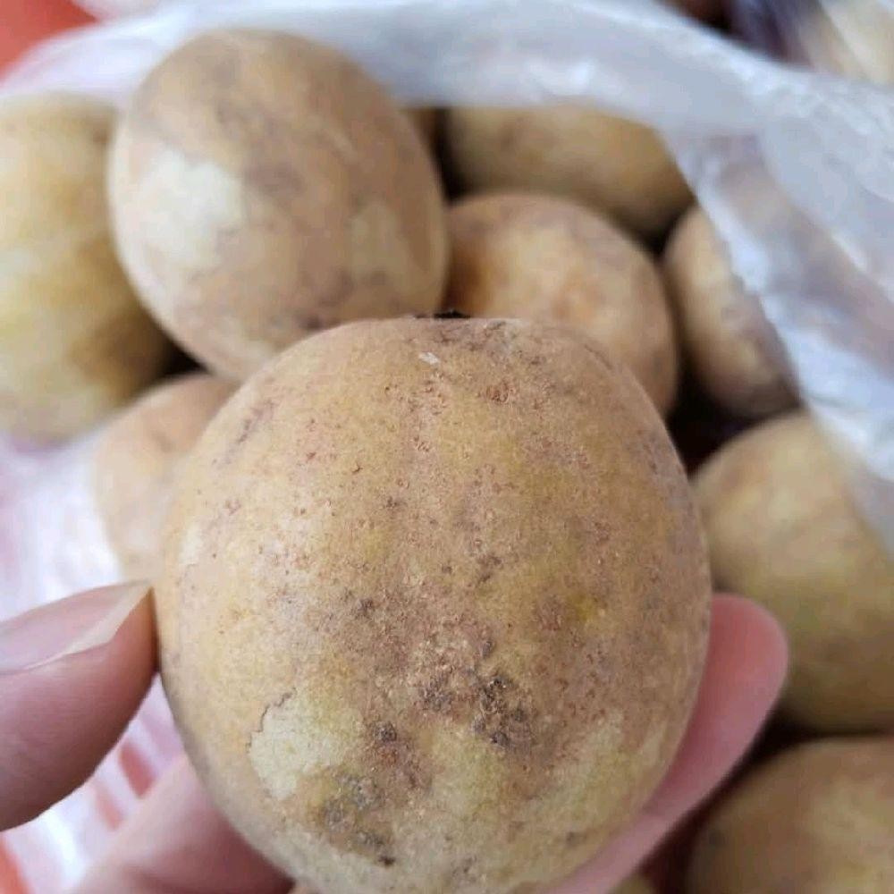 

BUAH SAWO MATANG SEGAR 500 Gram - SAWO MADU MANIS DAN LEZAT