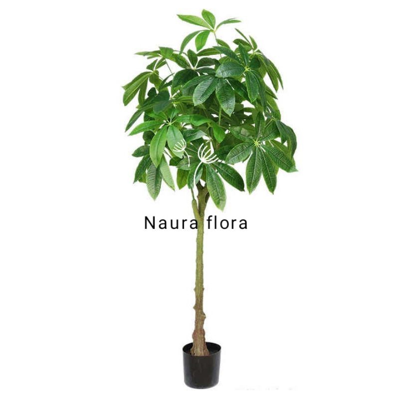 Tanaman hias pacira Tinggi 1 meter - Pohon keberuntungan - pohon indoor/outdoor