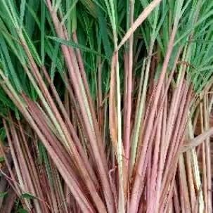 Sereh wangi - sereh merah segar 500grm