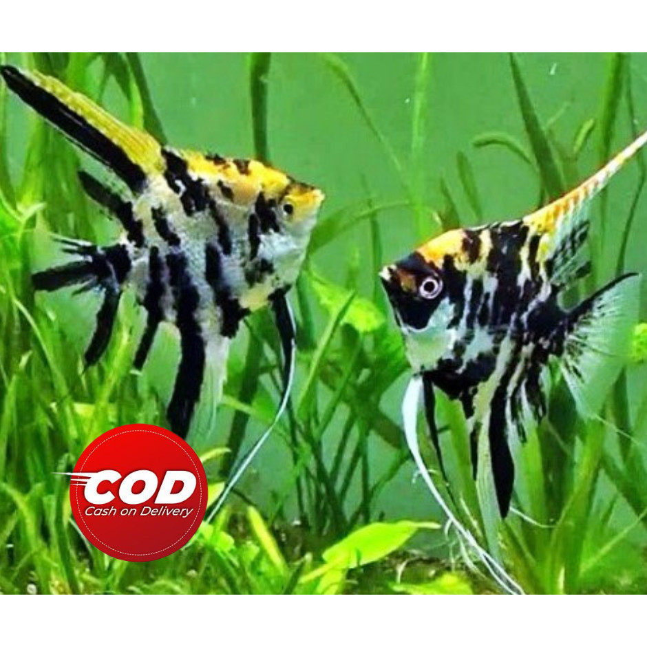 GANCI HIASAN AQUARIUM MANFISH ANGELFIS TERMURAH KMBR AQUATIC