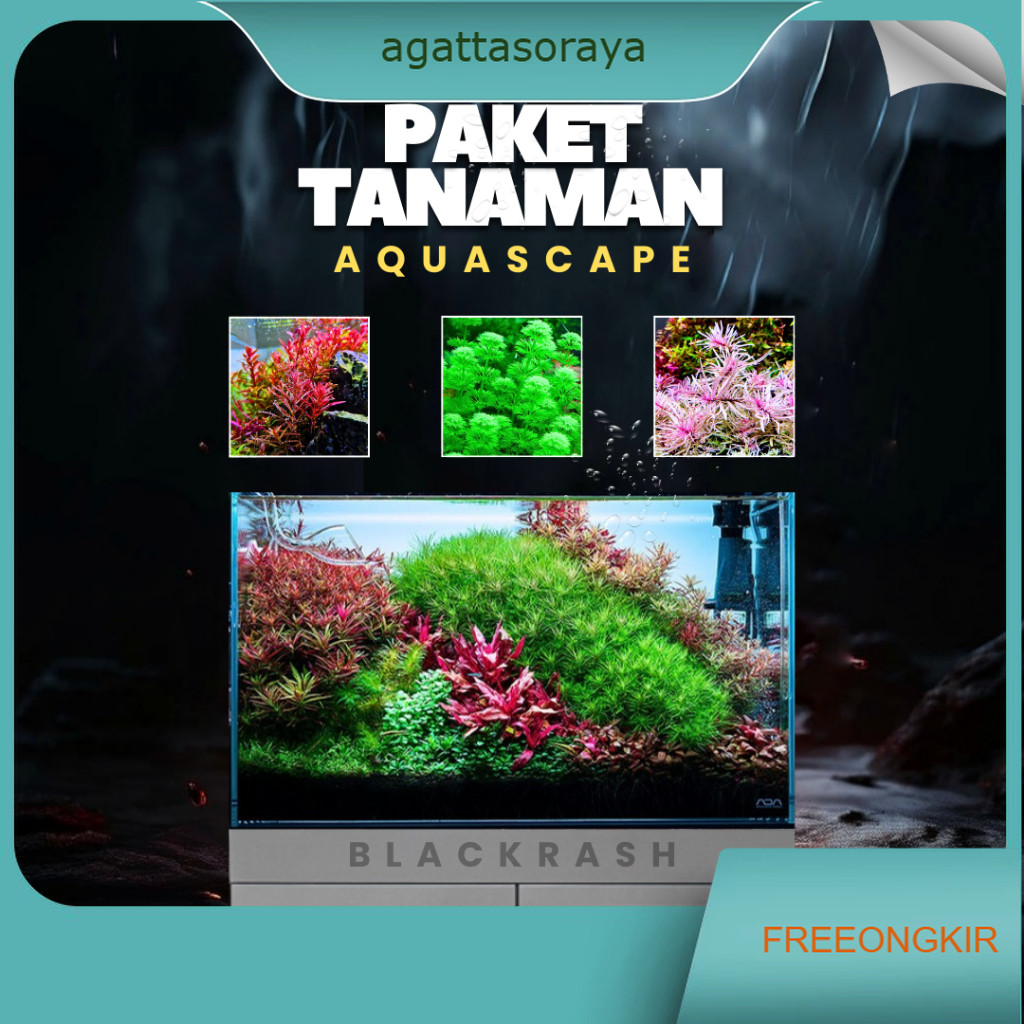 Paket Tanaman Aquascape Hidup - Tumbuhan Air Hias Aquarium
