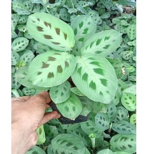 Calatea Levonerow - Tanaman Hias Calatea - Calatea