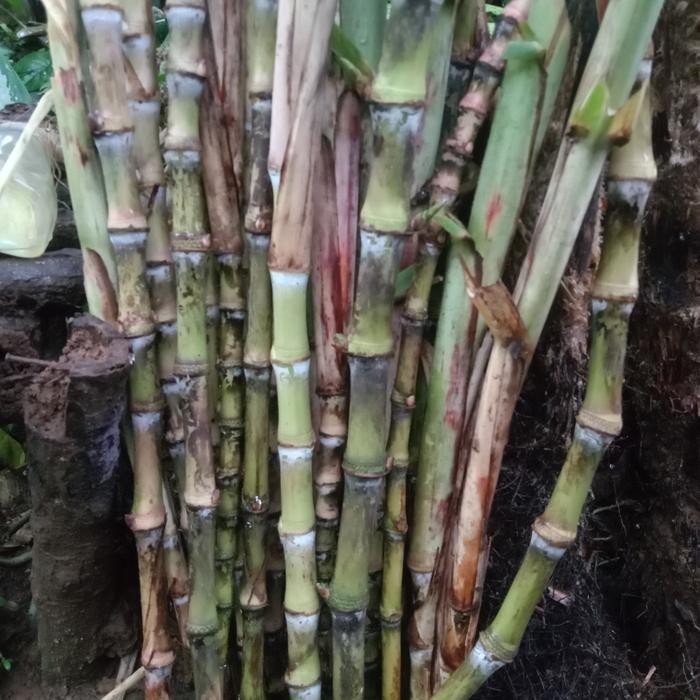 Bibit stek terubuk,tebu telur,telur tebu,terubus