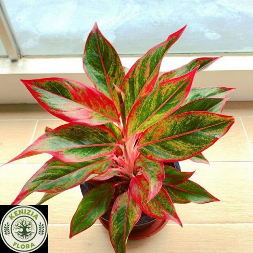 BISA COD TANAMAN HIAS AGLONEMA LIPSTIK SIAM AURORA + POT UK 12 // AGLONEMA LIPSTIK