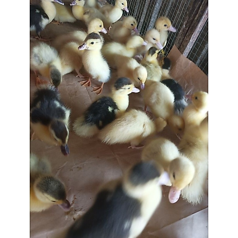 Entok - Bebek Entok -Entok Asli -  Bibit Entok - Dod Entog