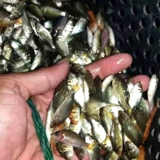 IKAN MAS HIDUP UNTUK PAKAN IKAN PREDATOR MAKANAN PAKAN PREDATOR CHANA ARWANA