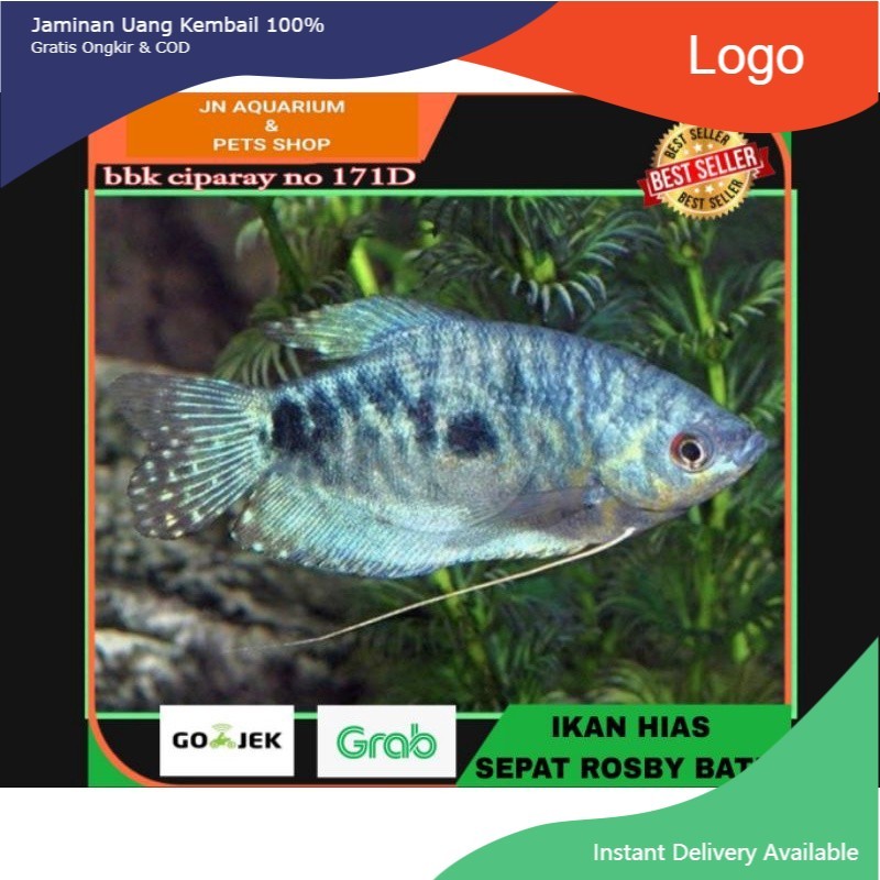 IKAN HIAS HIASAN SEPAT ROSBY BATIK SPAT AIR TAWAR AQUARIUM
