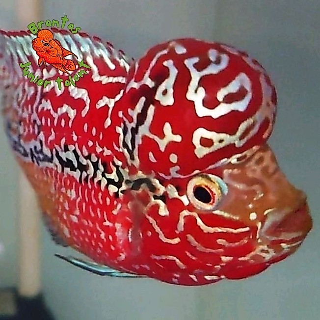 Kebutuhan akuarium Big Update Burayak Louhan Kamfa F2 Full Red Blood Line Thailand