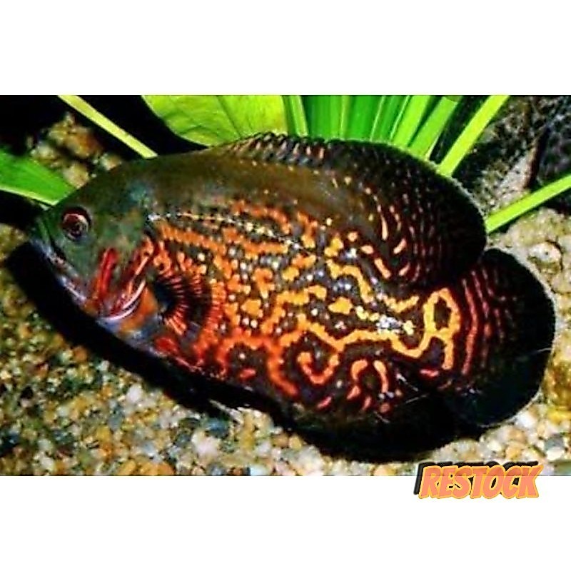 Cod 2 jari Oscar batik size 7-10cm ( ISI 2 ekor ) 3 lapais plastik