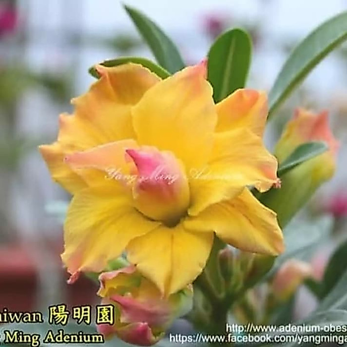 Terbaru Bibit Tanaman Adenium / Kamboja Jepang-Dun Huang