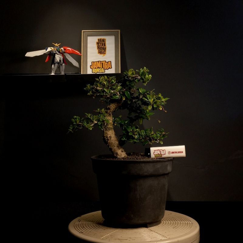 Bonsai hokianti hokiantea batang besar jadi siap pajang     Berkualitas