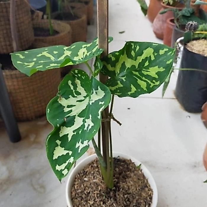 DISKON Bambu penyangga tanaman. bambu turus
