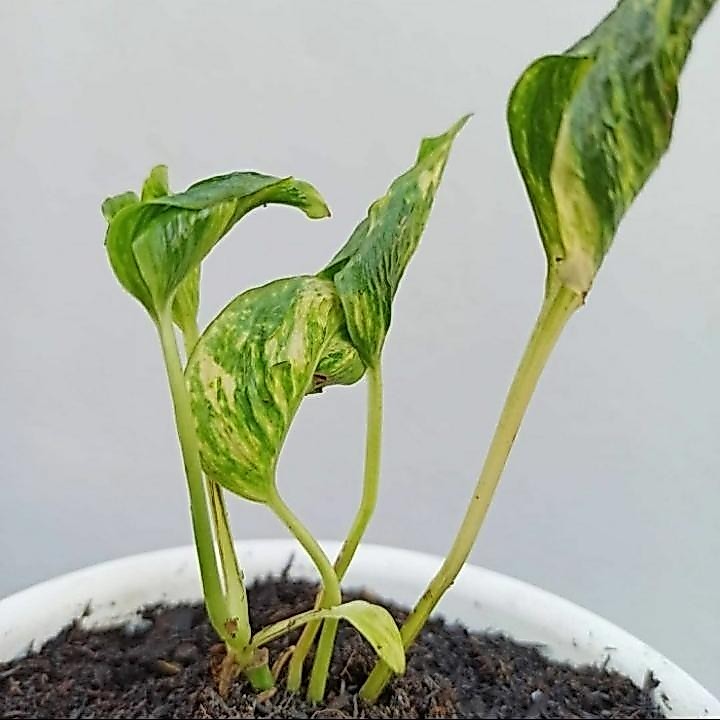 Tanaman hias epipremnum shangrila aureum Varigata - Tanaman hias