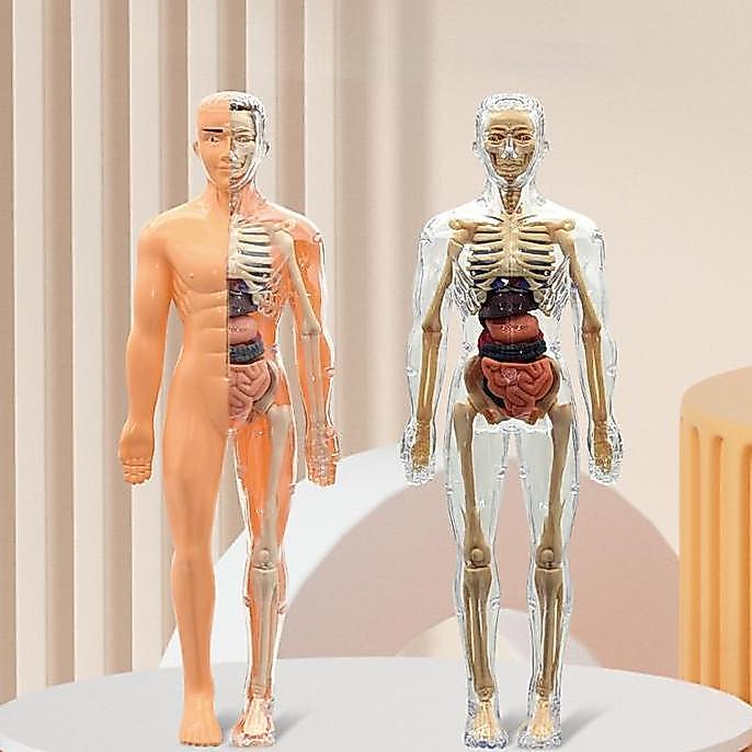 [ready] HUMAN BODY ANATOMY MODEL MAINAN DOKTER MAINAN TENGKORAK  HUMAN ORGANS