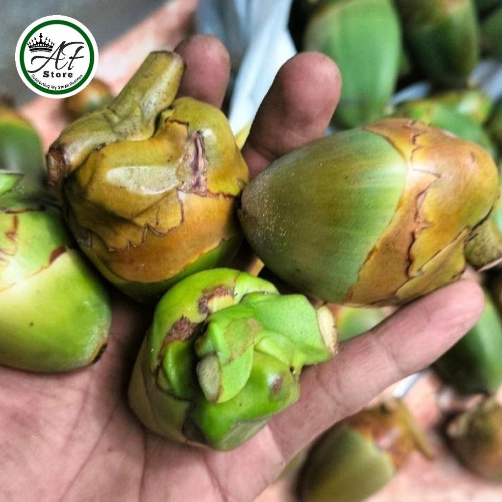 

Buah Belulug Segar - Beruluk Fresh 1 Buah