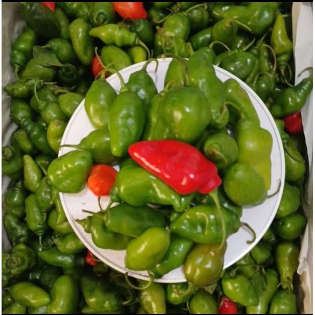 

PROMO Cabe Gendot Cabai Bendot Cabai Gendhot Fresh