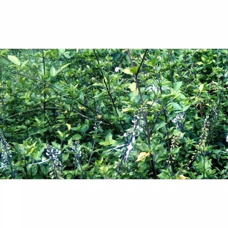 

Promo daun kumis kucing dan batang nya 1kg daun kumis ucing segar F. S