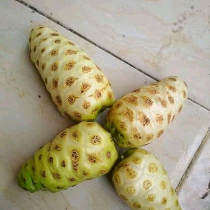 

Buah Mengkudu Segar / Buah Pace Segar Netto 1 Kg - Frozen, Zuriat