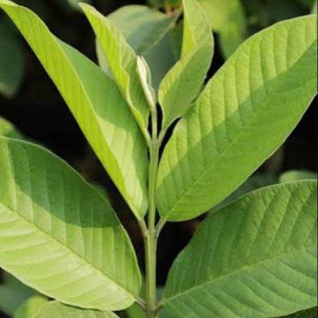 

Jual Daun Jamu Fresh Ukuran 500Gram