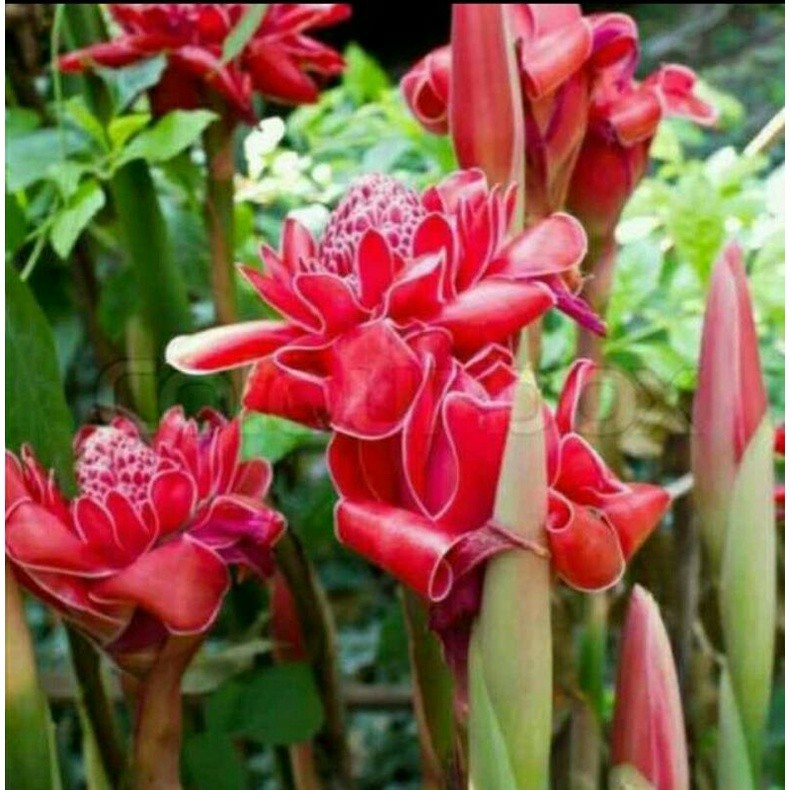 

Bunga kecombrang yg sangat segar dan fresh 500 gram Lestari Alamku