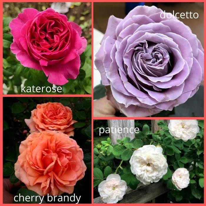 Cod PAKET 4 MAWAR IMPOR//MAWAR HIDUP