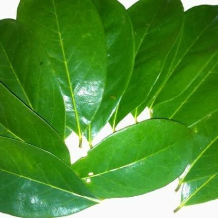 

HERBAL-VIP daun sirsak segar obat herbal per 1 lembar