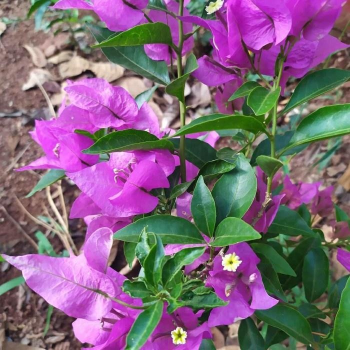 Tanaman hias bougenville Bangkok bunga ungu