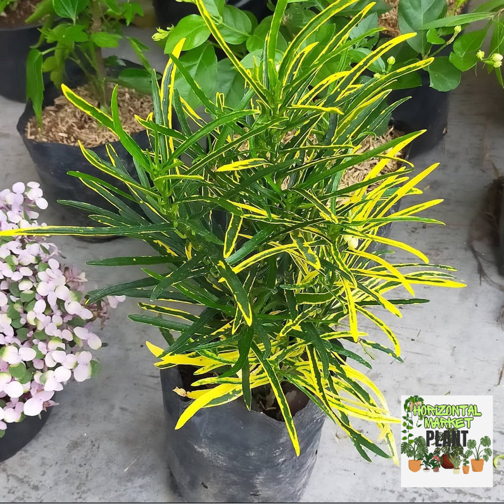 ( NEW RIMBUN ) Tanaman Hias Puring Teri / Tanaman Indoor Puring Teri / Tanaman Pot Puring Teri