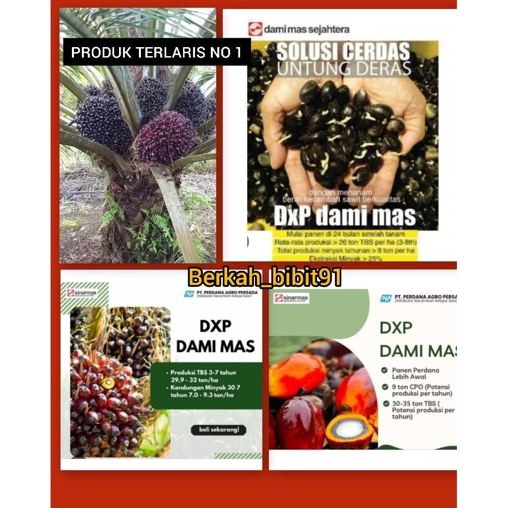 tnv -  Bibit kelapa sawit DXP DAMI MAS isi 250 dapet sertifikat