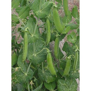 20 benih biji kacang polong kacang kapri / ercis