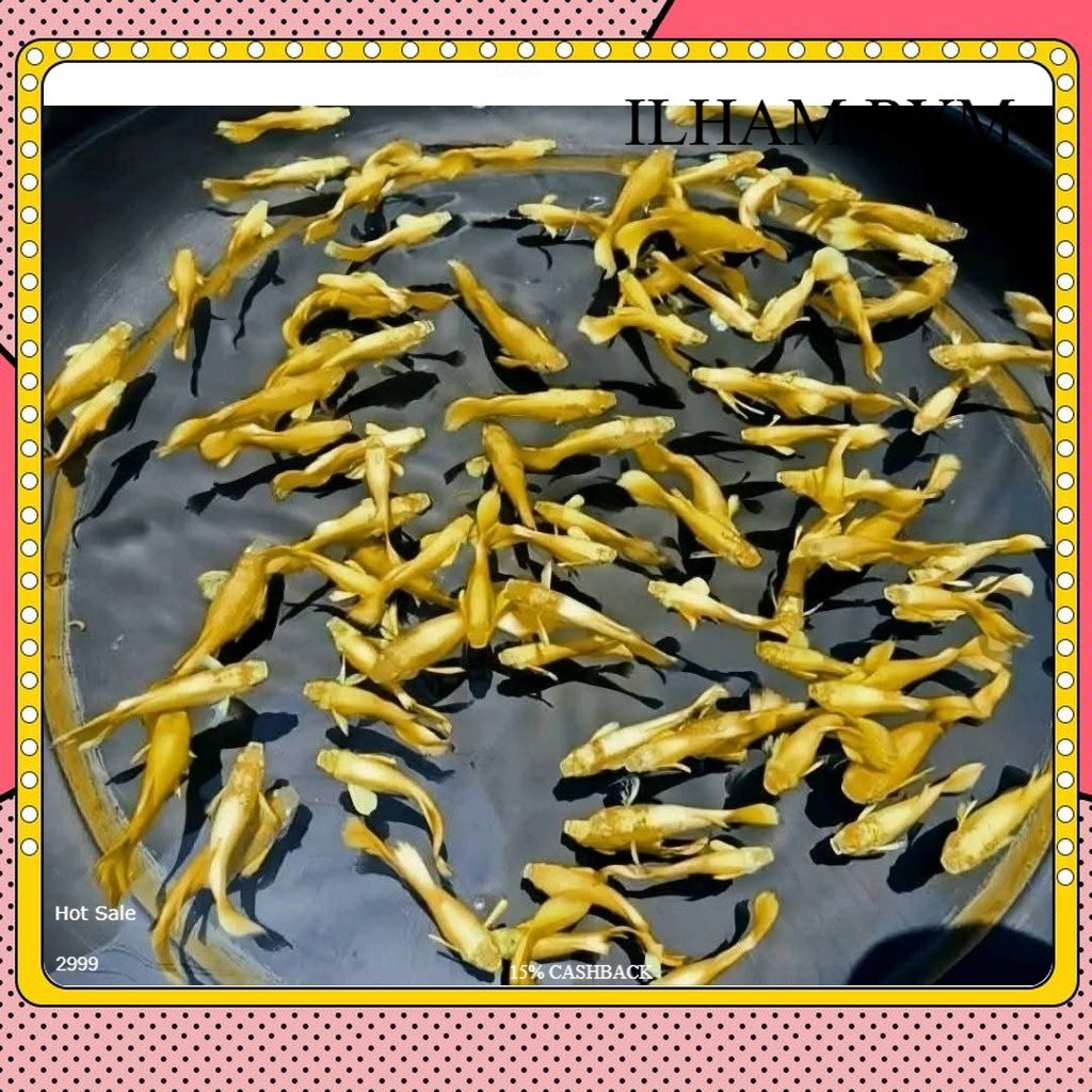 Guppy Full Gold Platinum Line Vietnam Remaja Sepasang