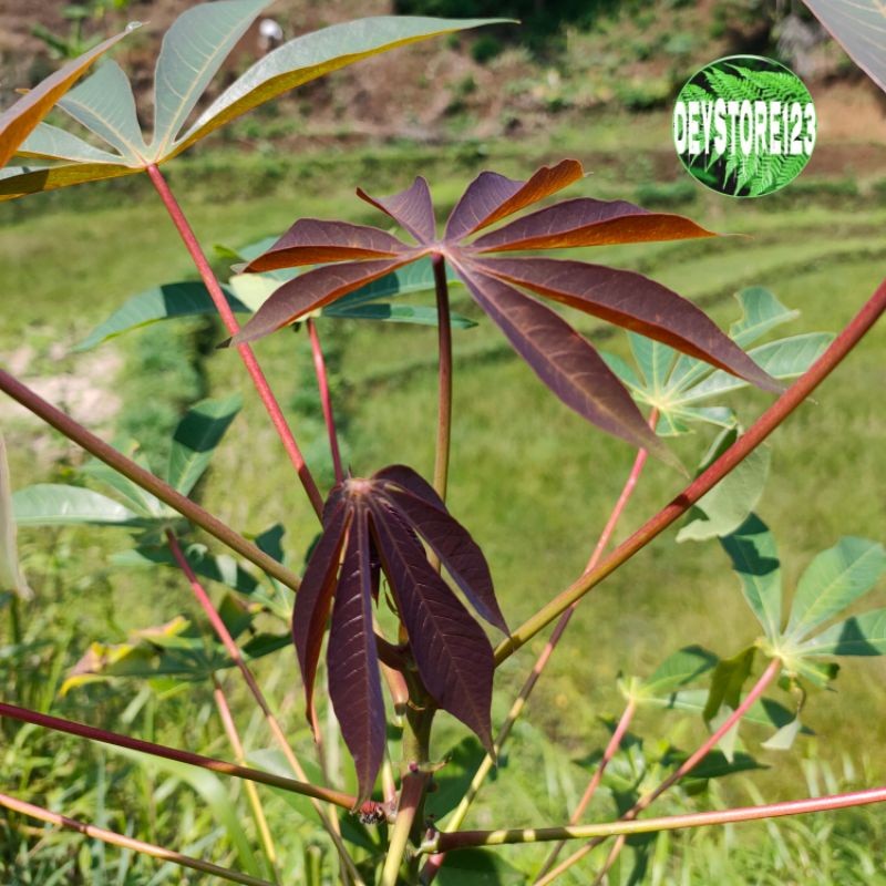 Terlaris Daun singkong racun murah per 500 grm Kualitas Premium