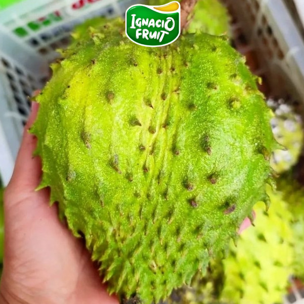 [INSTAN] BUAH SIRSAK 1KG FRESH