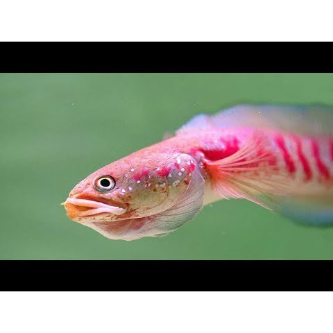 HOBI channa asiatica REDSTIP PURE Rs,Rsws,Ws chana gabus