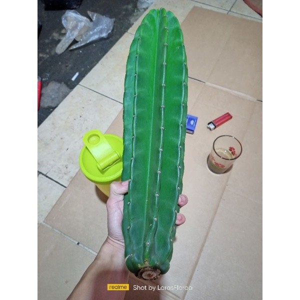 Tanaman Hias Kaktus Koboi Super  / Kaktus Koboi Besar / Kaktus Gemoy / Pohon Kaktus Hidup / Tanaman 