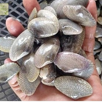 Kerang Batik 1Kg Kerang Batik Segar Seafood Kerang Laut Kerang Segar