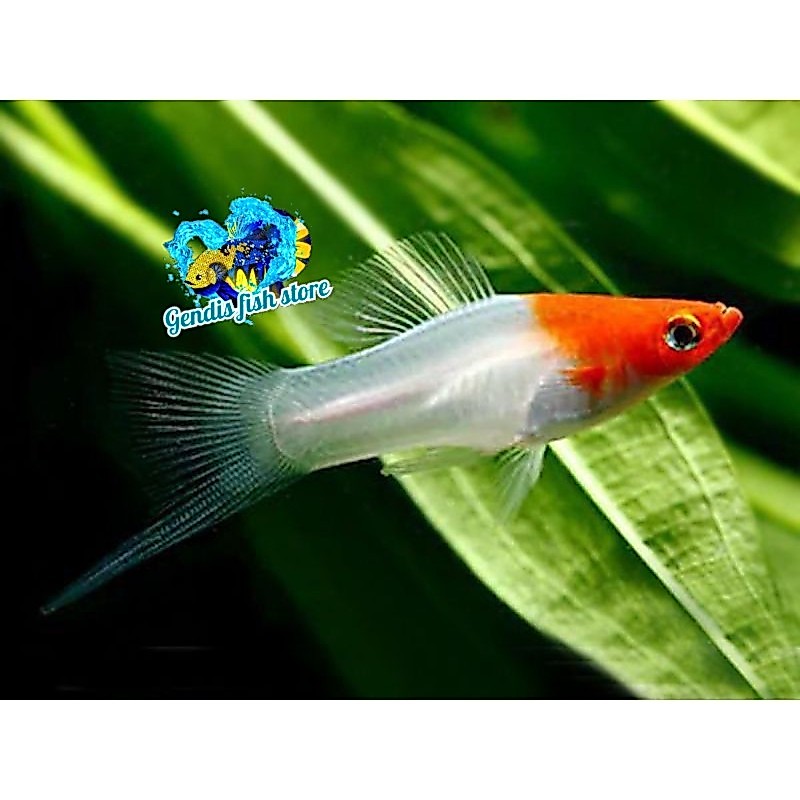 PROMO  kebutuhan aquarium Platy Kohaku | Perlengkapan aquarium platy kohaku murah