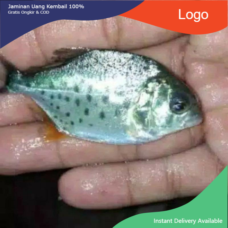 IKAN HIAS PIRANHA / IKAN RED BELLIED PIRANHA / IKAN PREDATOR