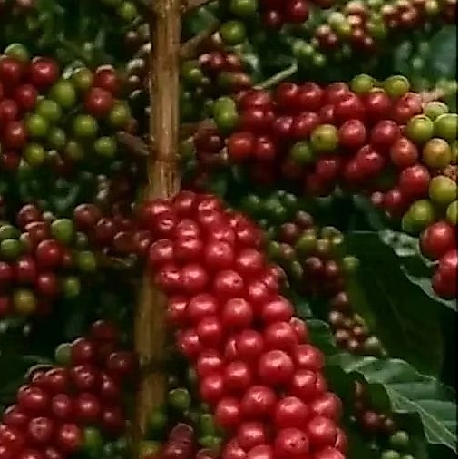 Bibit kopi Arabika Ateng super asli Garut beli 5 gratis 3