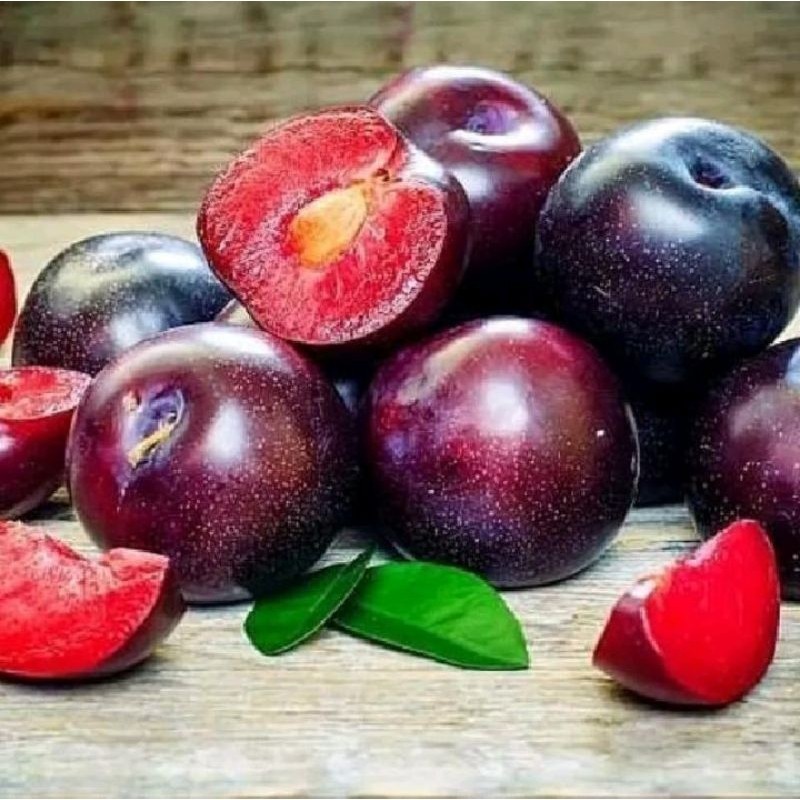 bibit plum ausy/ bibit tanaman plum ausy /.plum australia