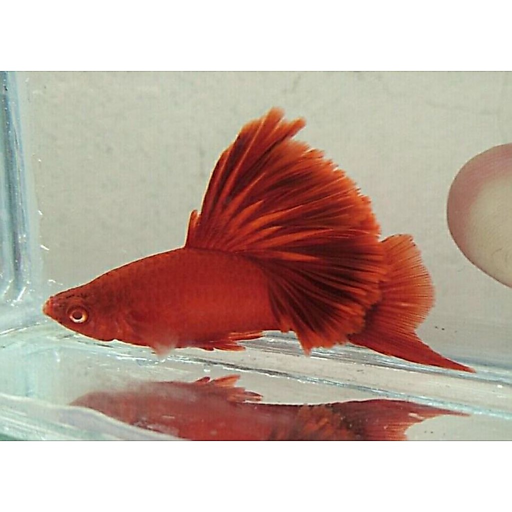 aksesoris aquarium sepasang platy bloodred  siap indukan