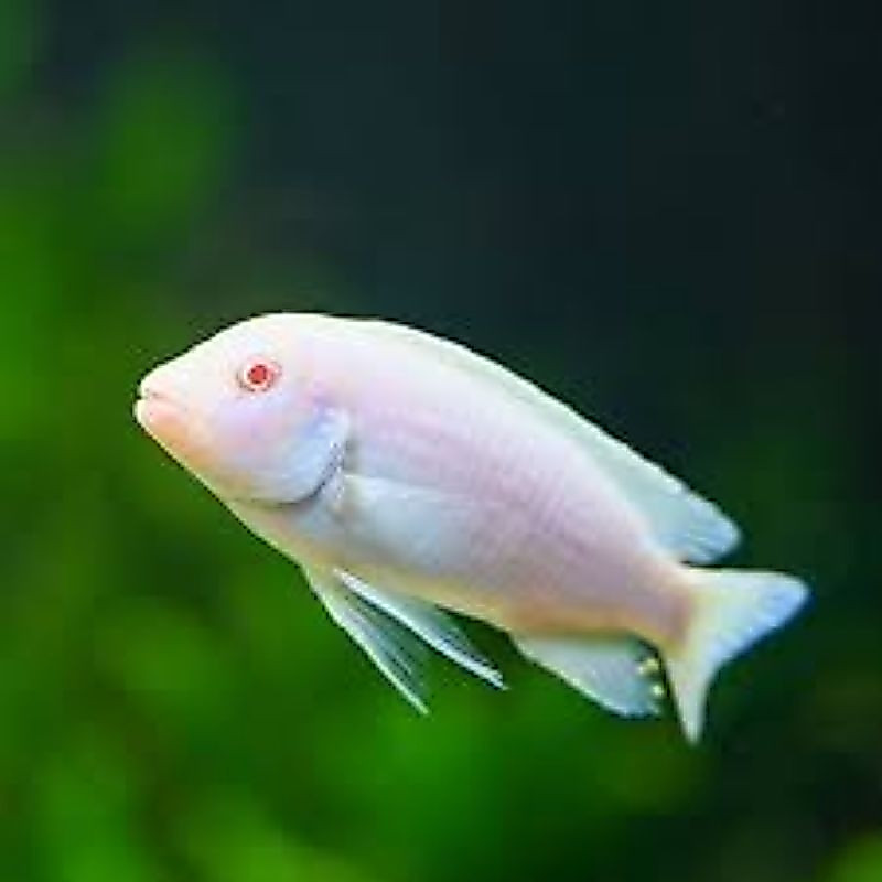 Ikan Hias Snow White Size Besar Ikan Air Tawar Aquarium Aquascape Kolam