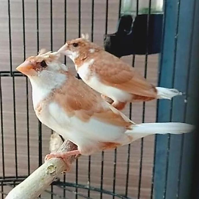 burung emprit jepang warna moca sepasang pilihan
