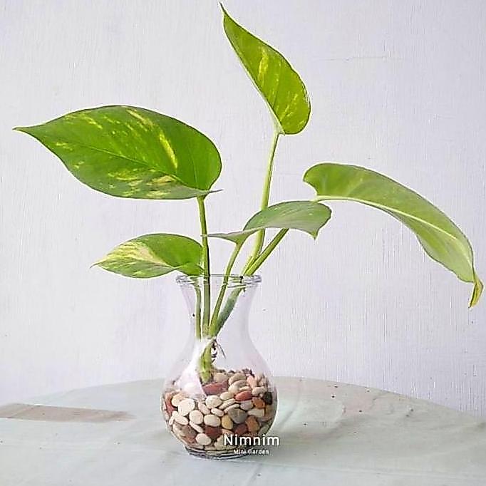 Decorao - (Garansi) Vas Bunga Kaca Vad Bulat Vas Tinggi Vas Bunga Vas Estetik Gelas Kaca Minum Gelas