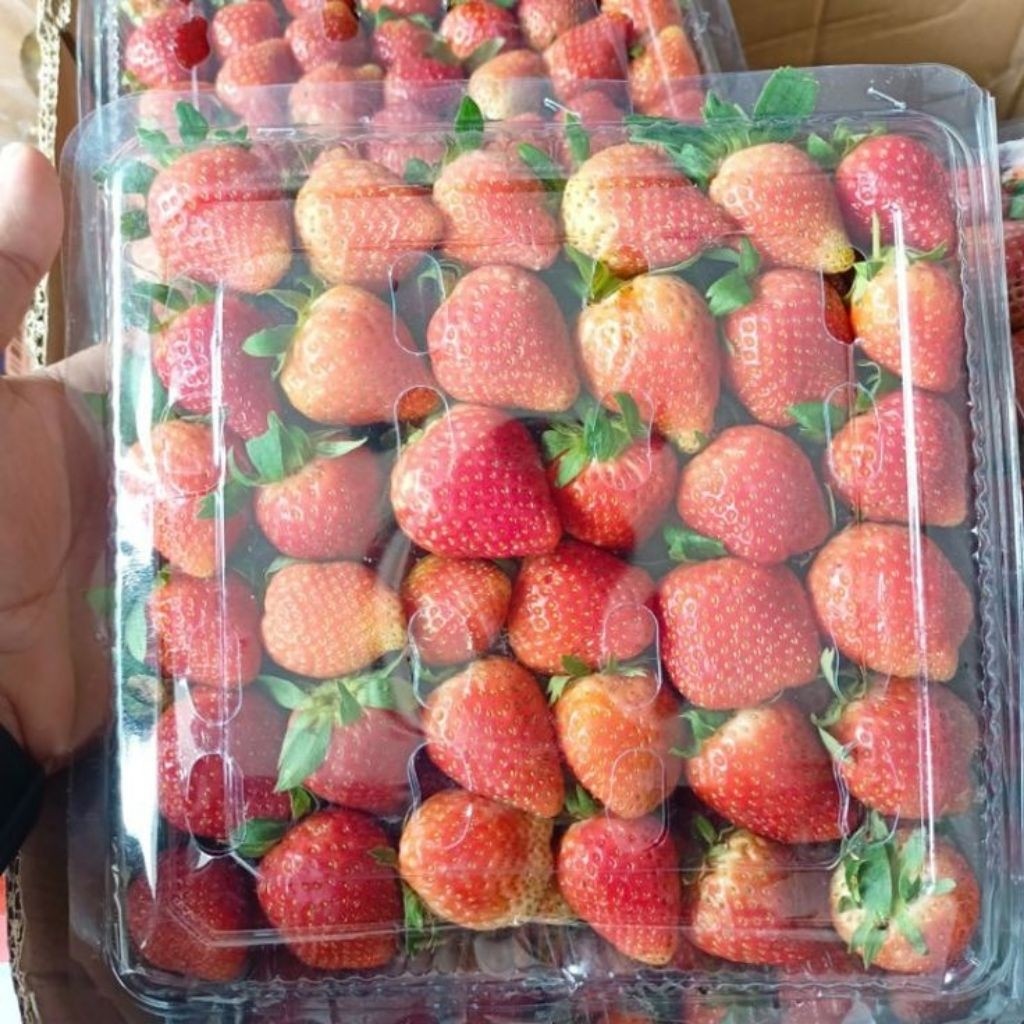 

Strowberry segar 1000gr BEST SELLER surabaya instan