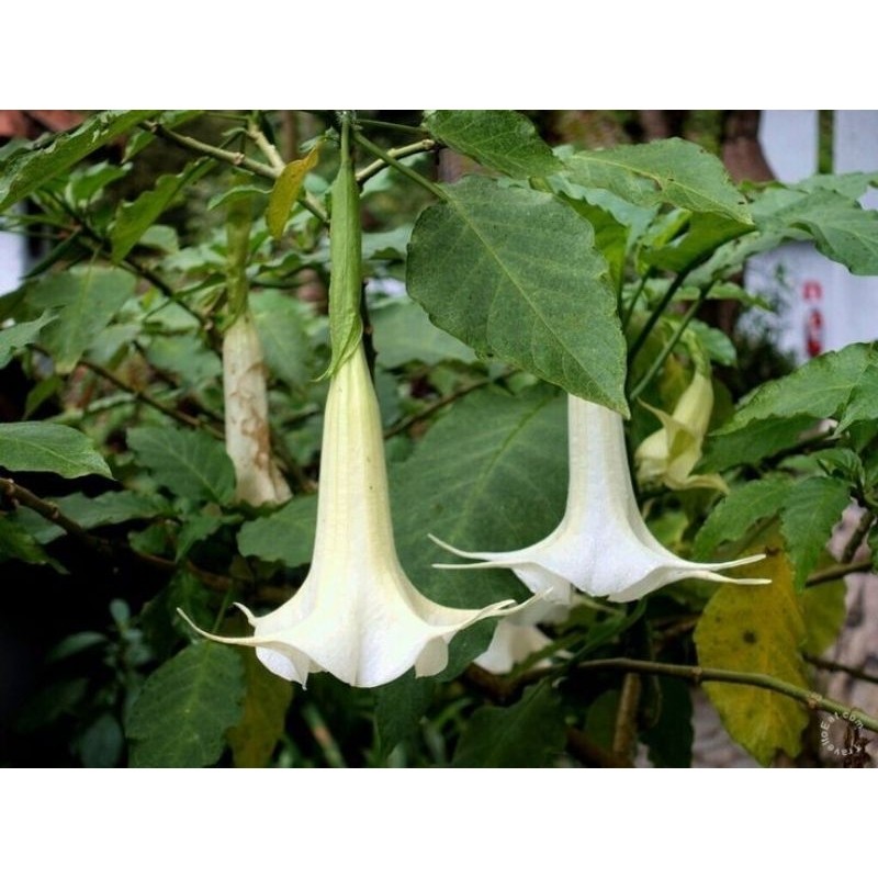 

Daun kecubung murah feres bayak khasiat nya 250 gram